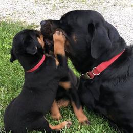 Greater Swiss Mountain Dogs and Rottweilers from SS Swisses
