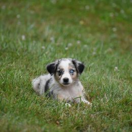 Watusi - Blue merle Australian Shepherd puppy in Fairmont, West Virginia from Country Roads Australian Shepherds