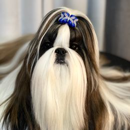 Omi - Shih Tzu