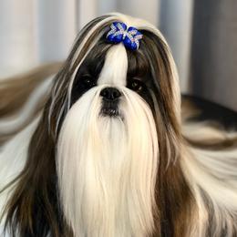 Omi - Shih Tzu