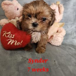 Danaerys - Red and white Shih Tzu puppy in Mount Morris, Michigan from Gone 2 the Dawgs
