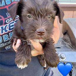 Boy 2 - Liver male Miniature Schnauzer puppy in Golden Ridge, Montana from Miniature Schnauzers