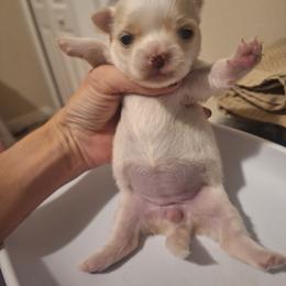 Girl 1 - White female Chihuahua puppy in Haines City, Florida from Kassafina Kennel