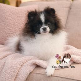Pomeranian puppies from Cute California Poms