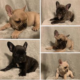 French Bulldog Puppies from BlackMoon Frenchies