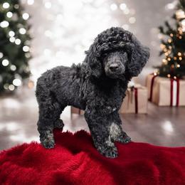 Poodle Puppies from Impressive Cartwright Poodles