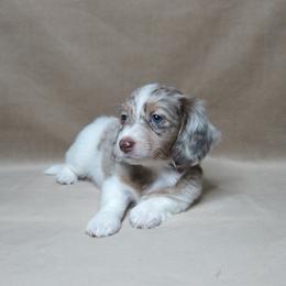 Sparkle - Dapple female Dachshund puppy in Pana, Illinois from Doxie Waggin Tails
