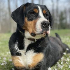 Greater Swiss Mountain Dogs from Greater Swiss of Whitetail Acres