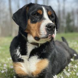 Greater Swiss Mountain Dogs from Greater Swiss of Whitetail Acres