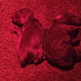 Girl 1 - Liver female Boykin Spaniel puppy in Piedmont, South Carolina from Melissa's Boykins