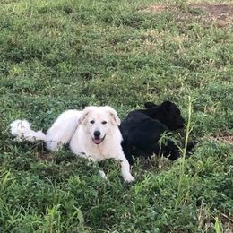 Anatolian Shepherd Dogs and Miniature American Shepherds from Fief Family Farm