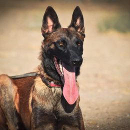 Belgian Malinois All Grown Up from Northern Sky K9