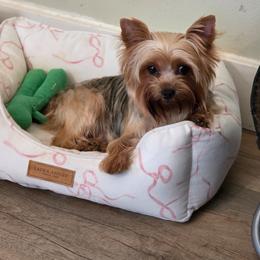 Jade - Blue and gold female Yorkshire Terrier puppy in Battle Ground, Washington from Joyful Yorkies