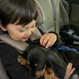 Dachshund Puppies from Pine & Pasture Dachshunds