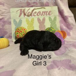 Girl 3 - Black female Labrador Retriever puppy in Wittmann, Arizona from AM Labradors