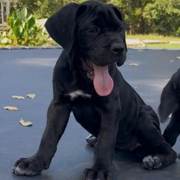 Riot - Black female Cane Corso puppy in Altoona, Alabama from Snead’s Cane Corso Kennel
