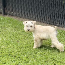 Kai - Miniature Schnauzer