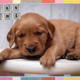 Shmi - Dark golden female Golden Retriever puppy in Driggs, Idaho from SK Golden Retrievers