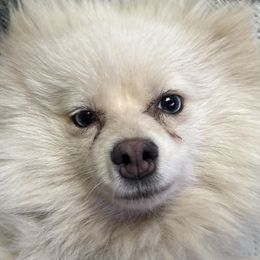 Pomeranians and Pomskies from Robinson Pomski