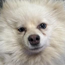 Pomeranians and Pomskies from Robinson Pomski