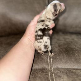 Toy Australian Shepherd Puppies from Rafter 7E Aussies