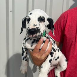 Sprinkles - White and black female Dalmatian puppy in Austin, Texas from Dazzling Dalz