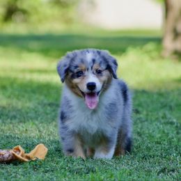 Badger - Blue merle male Australian Shepherd puppy in Powhatan, Virginia from Scarlet Oak Aussies