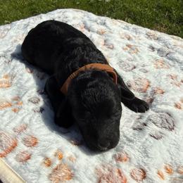 Magic - Black and white male Aussiedoodle puppy in Deer Park, Washington from Doodle Paw Ranch