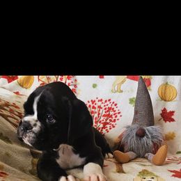 Boxer and Shih Tzu Puppies from L&L European Boxers and Shih Tzus