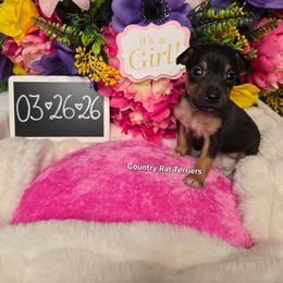 Maple - Black tan and white female Rat Terrier puppy in Brookfield, Missouri from Country Rat Terriers