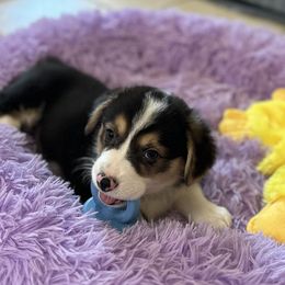 Blue Collar Boy - Black and tan male Pembroke Welsh Corgi puppy in Marble Falls, Texas from Wind Mountain Corgis