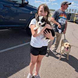Mae - Black and tan female American Corgi puppy in Shawnee, Oklahoma from Sunray Ranch