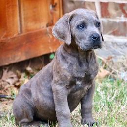 Boy 1 - Gray male Cane Corso puppy in Kaufman, Texas from Phantom Corsos