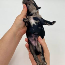 Boy 1 - Goldendoodle puppy from Sweethaven Kennels