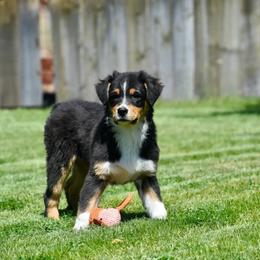 Tripp - Black tri-color male Australian Shepherd puppy in Prineville, Oregon from KC’s Aussies