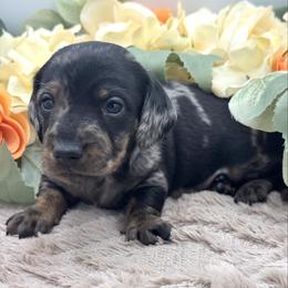 Declan - Dapple male Dachshund puppy in Exeter, California from Sawtooth Miniature Dachshunds