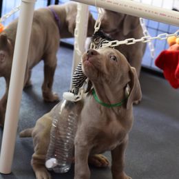 Weimaraner Puppies from Silvr Galaxy Weimaraners