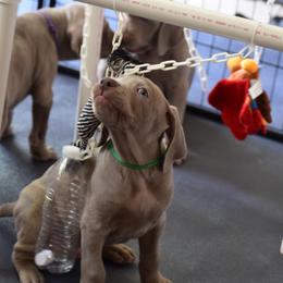 Weimaraner Puppies from Silvr Galaxy Weimaraners
