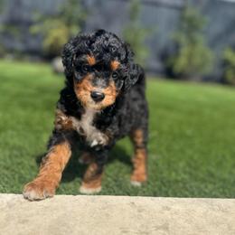 Mr. Blue - Black phantom male Aussiedoodle puppy in San Antonio, Texas from Lovable Doodles SA