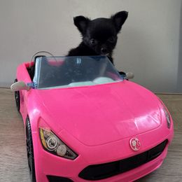 Chihuahua Puppies from KB Chihuahuas