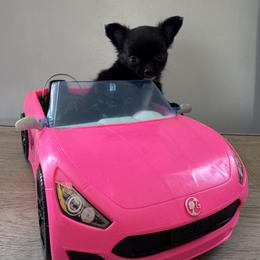 Chihuahua Puppies from KB Chihuahuas