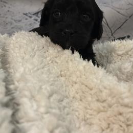 Smit - Black male Goldendoodle puppy in Waynesboro, Virginia from Forest Creek Kennel