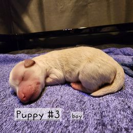 Puppy 3 - White male Havapoo puppy in Salem, Oregon from My Havapoo Puppy