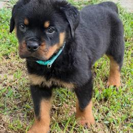 Kato Vom Starkhaus - Black and mahogany male Rottweiler puppy in Pomfret Center, Connecticut from Starkhaus Rottweilers & Frenchies
