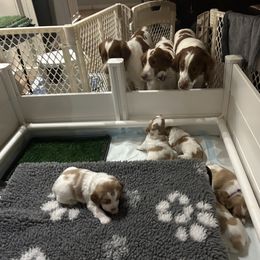 Brittany and Lowchen Puppies from Trapezy Dogs - Brittany & Lowchen