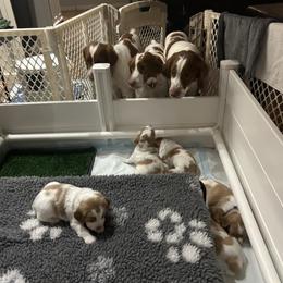Brittany and Lowchen Puppies from Trapezy Dogs - Brittany & Lowchen