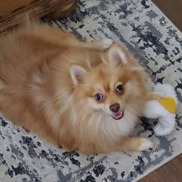 Izzy - Pomeranian