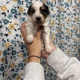 Yellow-Mini - Parti female Goldendoodle puppy in Millville, New Jersey from Michelle's Doodles