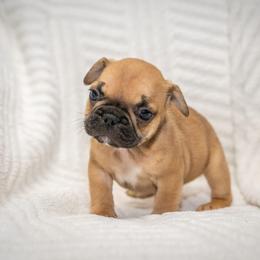 Tazz - Fawn and white male French Bulldog puppy in Violet Hill, Arkansas from Obduro Bullies and Frenchies