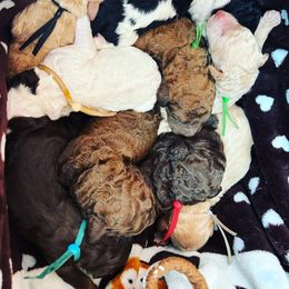 Bernedoodle, Dachshund, and Poodle Puppies from Chocolate Pet Connection